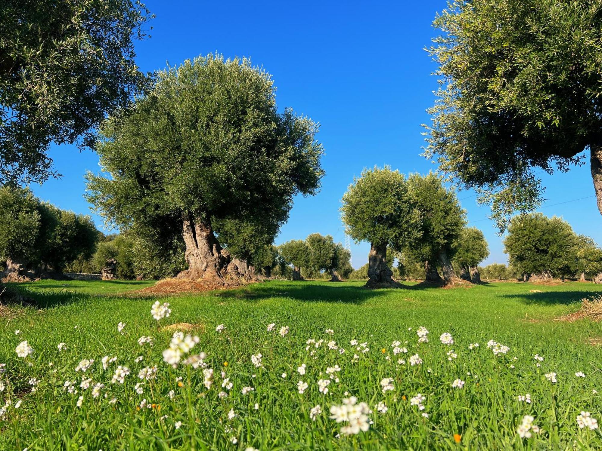 Minicasa Nella Natura, Con Piscina A Due Passi أوستوني المظهر الخارجي الصورة